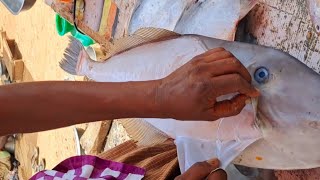 பெரிய வெல்ரா மீன் தோலை நீக்கி \u0026 வெட்டுதல் Big White Fish Skinoff Cutting #fishcutting #fish #youtube