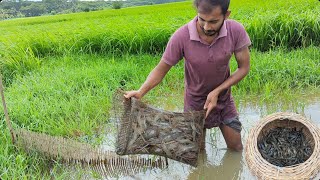 বিলের মাঝে ছোট ডোবা ভরা মাছ।Shrimp fishing in rainy season|Natural Fishing