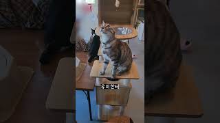 롤창의 고양이 카페 탐방