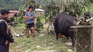 Yullo: Biggest Ritual of Nyishi Family/Individual | Indigenous ritual of Nyishi Community, Arunachal