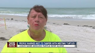 Tourists warned not to tamper with nesting turtles on Anna Maria Island