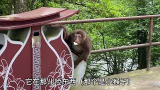 峨眉山的猴子有多霸道，遇仙寺被野猴“偷袭”，能被它得逞吗？