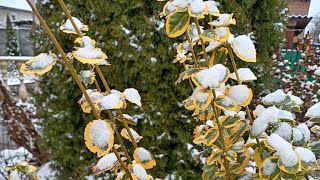 Мой зимний сад.❄️🌲Обзор.🌲❄️❄️