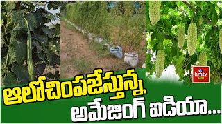 ఆలోచింపజేస్తున్న అమేజింగ్ ఐడియా | Nela Talli | hmtv Agri