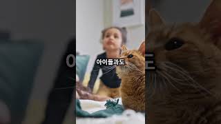 셀커크 렉스  포근한 곱슬머리 고양이 🐾✨