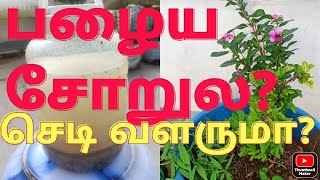 பழையசோற்றை பயிர்ஊக்கியாக பூச்சிவிரட்டியாக எப்படி பயன்படுத்தலாம்? Palaya soru fertilizer \u0026 pesticide