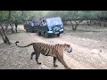 tiger sighting by canter safari in ranthambore