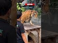 Tiger Park Pattaya #pattaya #youtubeshorts #subscribe #viralvideo #4k #thailand