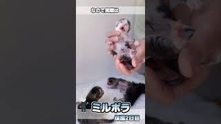 子猫のミルクとへその緒【保護猫生活2日目】 #kitten #かわいい子猫を毎日紹介しています #子猫のミルボラ #保護猫 #子猫 #猫好きさんと繋がりたい