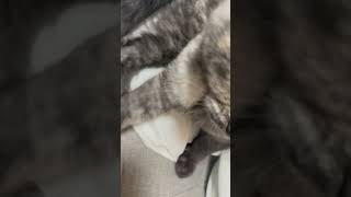 喉をゴロゴロ鳴らす子猫ちゃん達