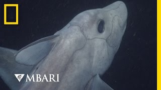 Ghost Shark Caught on Camera for the First Time | National Geographic