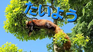 【一年で一番混雑する時期を迎えた西山動物園】～Nishiyama Zoo red pandas～