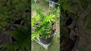 LITFM Garden Life - Holly Fern Swinging