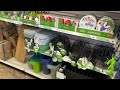 dollar tree garden early spring inventory