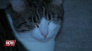 Veterinarian talks about how your pets may react to solar eclipse