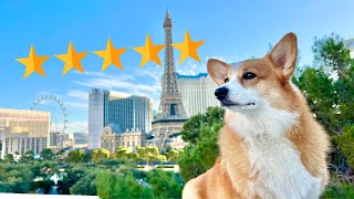 We Brought Our Dogs to a 5 Star Vegas Hotel!