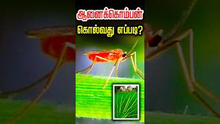 குறைந்த செலவில் ஆனைக்கொம்பன் ஈ வராமல் தடுப்பது எப்படி? Rice gall midge Controlling #rootsmatepro