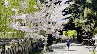 [4KHDR] Hakone Gardens with Cherry Blossoms