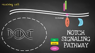 Notch Signaling Pathway Animation