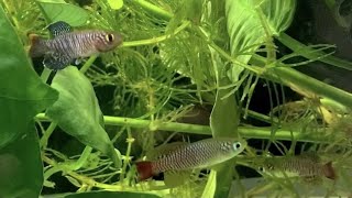 【水底編】卵生メダカ ノソブランキウス４種混泳の水草アクアリウム（Killifish Nothobranchius 4types Aquarium）#Shorts