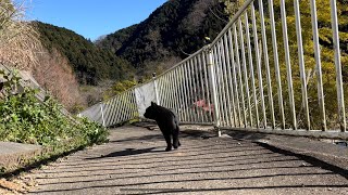 坂道で追いかけてくる黒ねこちゃん　その２１７　２０２２年　１２月２７日　１１：００  のくろねこちゃん　black cat