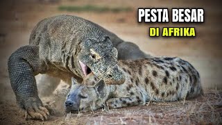 AKIBAT MELEPAS KOMODO DI SAVANA AFRIKA