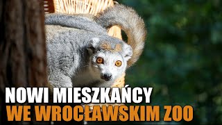 Lemury koroniaste - nowi mieszkańcy wrocławskiego zoo