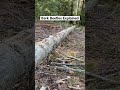 Bark Beetles Explained