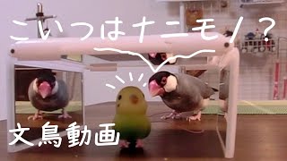 こいつは何者？　さえずる桜文鳥ほーちゃん　文鳥動画