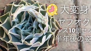 【多肉植物】驚き😆ヤフオクのシムランスの半年後‼️