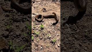 SPITTING COBRA #snake