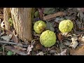 id that tree osage orange