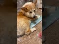 こんな肉球の見せ方、触らずには居られない飼い主でした🤣💦✨✨ ぱんちゃん 犬のいる暮らし コーギー コーギー大好き わんこ いぬすたぐらむ いぬ いぬのいる生活 dog 犬動画