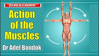 Action of the Muscles and Movements of the Joints, Dr Adel Bondok