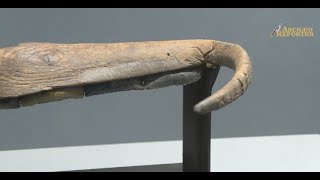 Il coltello messorio delle palafitte del Lavagnone: mietere il grano nel 2200 a.C. - Museo Desenzano