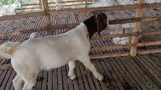 Boer male #goat #boer #tellicherry #farm