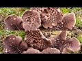 เห็ดปีกนก🍄🇫🇮 suomuorakas sieniä finnish rush mushrooms เก็บเห็ดป่าฟินแลนด์ ep82