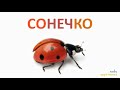 🐜 Комахи та інші малі істоти Навчальне відео для дітей українською