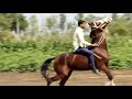 kathiyawadi mare rupal at sardhar with amit patel kathiyawadi horse કાઠીયાવાડી ઘોડી રૂપલ