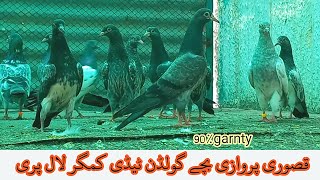 kasuri parwazi bache garnty wale ||golden. tedy. kmgar. lal pri.dab wale.lakhy||Rana kasuri pigeon||