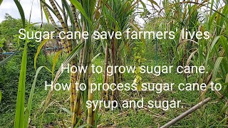Sugar cane save farmers' lives.
