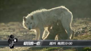 十點全紀錄-雪狼這一家