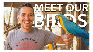 ALL OF MY EXOTIC BIRDS IN ONE VIDEO