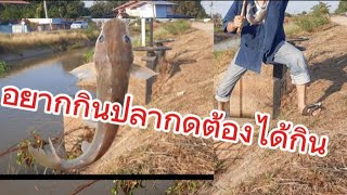 พาเลาะเล่นหาหมายตกปลากดกินวันหยุด อ.อุทัย จ.อยุธยาพอได้กินครับ#fishing #ตกปลา #ปลา #fish #ตกปลากด