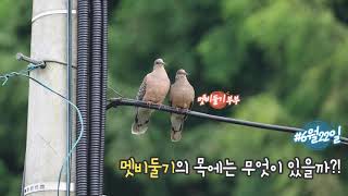 멧비둘기[Rufous Turtle Dove]의 목에는 무엇이 있을까?! 자연이 보내는 아침인사 #53