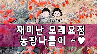 22.01.26 모래요정 농장 구경하기/모래요정 다육식물 (多肉植物) (たにくしょくぶつ) Korean Succulent