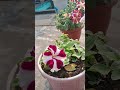 Information about petunia flower and leaves #flowers #jyoti #garden #leaves #flowerpot