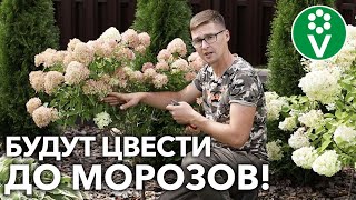 ГОРТЕНЗИИ БУДУТ ЦВЕСТИ ШАПКАМИ, если сделаете ТАК в конце лета!