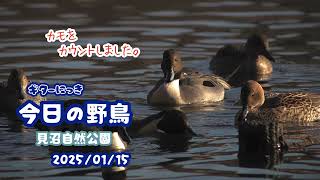 ギター日記　今日の野鳥　・　見沼自然公園　2025年1月15日