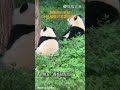 同步率100% 雙胞胎🐼默契大爆發 大熊貓 渝可 渝愛 雙胞胎 動物 熊貓 panda 重慶 shorts